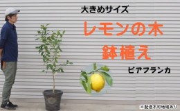 【ふるさと納税】鉢植え レモンの木 ビアフランカ 大きめサイズ 配送不可 北海道 沖縄 離島