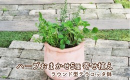 【ふるさと納税】ハーブ 寄せ植え 5種 ラウンド型 テラコッタ鉢 25cm 植物 インテリア ガーデン