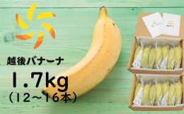 【ふるさと納税】【雪国新潟産バナナ】1.7kg（12〜16本）濃厚な甘さともっちり食感！安心安全の越後バナーナ[ZH628]