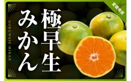 【ふるさと納税】三代目がつくる青みかん(極早生みかん)5kg＜C31-15＞【1042517】