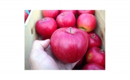 【ふるさと納税】りんご 「シナノスイート」家庭用  5kg (約14〜20個) _A16【1073681】