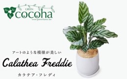 【ふるさと納税】カラテア ・ フレディ 糸島市 / cocoha [AWB017] 観葉植物 グリーン インテリア 室内