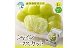 【ふるさと納税】シャインマスカット 化粧箱 1房 ( 600g以上 ) 【2024年8月下旬〜2024年9月下旬配送】