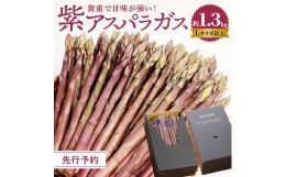 【ふるさと納税】貴重で甘みが強い ! 紫 アスパラガス ( Lサイズ 以上 ) 約1.3kg【2024年6月上旬〜2024年10月中旬配送】