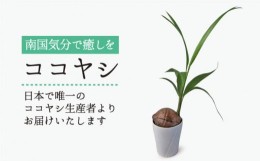 【ふるさと納税】ココヤシ 観葉植物 《糸島》【はざま園芸】[AND004]