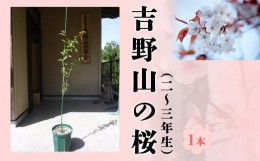 【ふるさと納税】吉野山の桜の苗木　１本（二〜三年生）