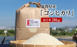 【ふるさと納税】近江米「コシヒカリ」 20kg