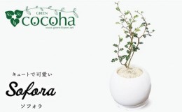 【ふるさと納税】【父の日ギフト対象】ソフォラ 糸島市 / cocoha [AWB014] 観葉植物 グリーン インテリア 室内