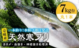 【ふるさと納税】壱岐島産天然寒ブリ（7キロ台・丸もの） 《壱岐市》【壱岐島　玄海屋】[JBS004] ぶり 寒ぶり ブリ 魚 刺身 しゃぶしゃぶ