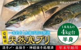 【ふるさと納税】【11/1〜1/15お届け 年末年始用】天然 寒ブリ（一本丸ものサイズ4キロ台の半身ブロック） 《壱岐市》【壱岐島　玄海屋】