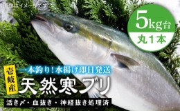 【ふるさと納税】壱岐島産 天然寒ブリ（5キロ台・丸もの） 《壱岐市》【壱岐島　玄海屋】[JBS003] ぶり 寒ぶり ブリ 魚 刺身 しゃぶしゃ