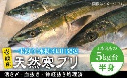 【ふるさと納税】壱岐島産天然寒ブリ（一本丸ものサイズ5キロ台の半身ブロック） 《壱岐市》【壱岐島　玄海屋】[JBS007] ぶり 寒ぶり ブ