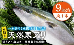 【ふるさと納税】壱岐島産天然寒ブリ（9キロ台・丸もの） 《壱岐市》【壱岐島　玄海屋】[JBS027] ぶり 寒ぶり ブリ 魚 刺身 しゃぶしゃぶ