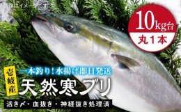 【ふるさと納税】壱岐島産天然寒ブリ（10キロ台・丸もの） 《壱岐市》【壱岐島　玄海屋】[JBS028] ぶり 寒ぶり ブリ 魚 刺身 しゃぶしゃ