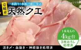 【ふるさと納税】天然クエ（4キロ台・3枚おろし） 《壱岐市》【壱岐島　玄海屋】[JBS056] クエ 魚 刺身 しゃぶしゃぶ  300000 300000円 3