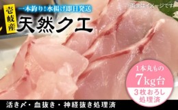 【ふるさと納税】天然クエ（7キロ台・3枚おろし） 《壱岐市》【壱岐島　玄海屋】[JBS060] クエ 魚 刺身 しゃぶしゃぶ  520000 520000円 5