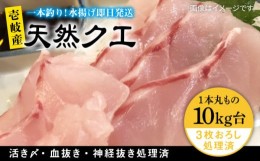 【ふるさと納税】天然クエ（10キロ台・3枚おろし） 《壱岐市》【壱岐島　玄海屋】[JBS063] クエ 魚 刺身 しゃぶしゃぶ  750000 750000円 