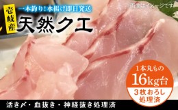 【ふるさと納税】天然クエ（16キロ台・3枚おろし） 《壱岐市》【壱岐島　玄海屋】[JBS090] 1350000 1350000円 135万円