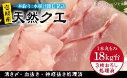 【ふるさと納税】天然クエ（18キロ台・3枚おろし） 《壱岐市》【壱岐島　玄海屋】[JBS092] 1510000 1510000円 151万円