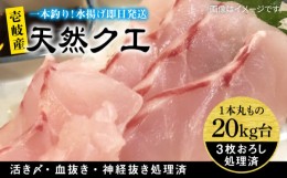 【ふるさと納税】天然クエ（20キロ台・3枚おろし） 《壱岐市》【壱岐島　玄海屋】[JBS094] 2010000 2010000円 201万円