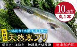 【ふるさと納税】【11/1〜1/15お届け 年末年始用】天然 寒ブリ（10キロ台・丸もの） 《壱岐市》【壱岐島　玄海屋】[JBS034] ぶり 寒ぶり 