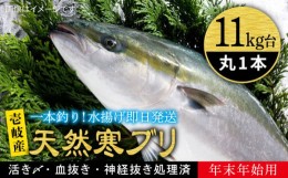 【ふるさと納税】【11/1〜1/15お届け 年末年始用】天然 寒ブリ（11キロ台・丸もの） 《壱岐市》【壱岐島　玄海屋】[JBS035] ぶり 寒ぶり 