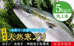 【ふるさと納税】【11/1〜1/15お届け 年末年始用】天然 寒ブリ（5キロ台・丸もの） 《壱岐市》【壱岐島　玄海屋】[JBS015] ぶり 寒ぶり 