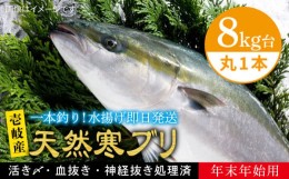 【ふるさと納税】【11/1〜1/15お届け 年末年始用】天然 寒ブリ（8キロ台・丸もの） 《壱岐市》【壱岐島　玄海屋】[JBS017] ぶり 寒ぶり 