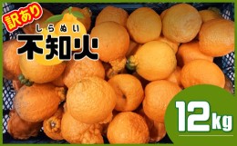 【ふるさと納税】熊本県産 不知火 ≪ 訳あり ≫ 12kg | フルーツ 果物 くだもの 柑橘 みかん ミカン オレンジ しらぬい 熊本県 玉名市