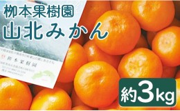 【ふるさと納税】【令和6年発送】？本果樹園の山北みかん3kg(露地・2S〜M) - 果物 柑橘 ミカン 蜜柑 フルーツ yg-0006