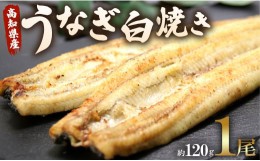 【ふるさと納税】うなぎ屋きた本 うなぎ白焼き120g 1尾(無頭) un-0008