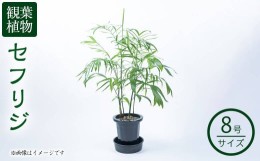 【ふるさと納税】【数量限定】観葉植物 セフリジ ８号サイズ b2-023