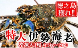 【ふるさと納税】1816 新鮮なまますぐ冷凍!!徳之島産冷凍“特大”伊勢海老1尾（1.5kg以上）（えび エビ 海老 鍋 ご馳走 海の幸 料理 焼き