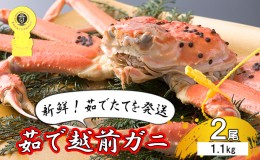 【ふるさと納税】茹で越前ガニ【期間限定】食通もうなる本場の味をぜひ、ご堪能ください。約1.1kg 2尾セット 越前がに 越前かに 越前カニ