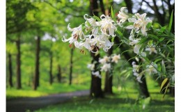 【ふるさと納税】国営武蔵丘陵森林公園　入園券1名様分＋施設利用券2,500円分