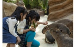 【ふるさと納税】神戸どうぶつ王国入場券付「神戸ポートピアホテル」宿泊プラン（2名1室）1泊朝食付