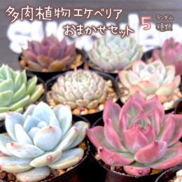 【ふるさと納税】多肉植物 エケベリア おまかせセット 5種類 セット 観葉植物【2023年11月より発送開始】