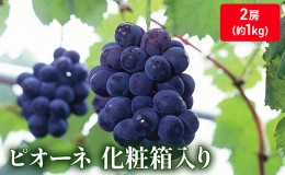 【ふるさと納税】大粒で濃厚な甘み「ピオーネ」　2房（化粧箱入り）約１kg