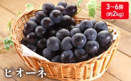 【ふるさと納税】大粒で濃厚な甘み「ピオーネ」　約2kg