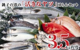 【ふるさと納税】銚子の港の 「活きなヤツ」団らんセット