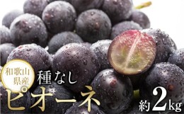 【ふるさと納税】【新鮮・産直】和歌山かつらぎ町産たねなしピオーネ約2kg★2024年8月下旬頃より順次発送