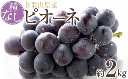 【ふるさと納税】【新鮮・産直】和歌山かつらぎ町産たねなしピオーネ約2kg★2024年8月下旬頃より順次発送