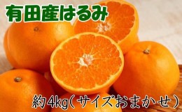 【ふるさと納税】【厳選・濃厚】紀州有田産のはるみ約4kg(サイズおまかせ) ★2025年1月中旬頃より順次発送【TM27】