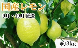 【ふるさと納税】紀の川産の安心国産レモン約3kg【手選別・産直】＊9月・10月発送＊【TM9】