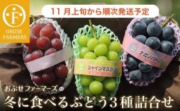 【ふるさと納税】冬に食べるシャインマスカット＆ナガノパープル＆赤系ぶどう1房ずつ 約1.5kg ［ おぶせファーマーズ ］ ぶどう 果物 フ