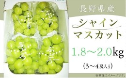 【ふるさと納税】2501 長野県産シャインマスカット 1.8〜2.0kg【上條農園】