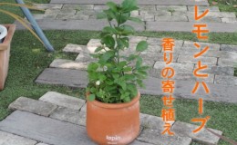 【ふるさと納税】寄せ植え レモンとハーブ 香り ラウンド型 テラコッタ鉢 25cm 配送不可 北海道 沖縄 離島