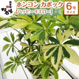 【ふるさと納税】ホンコン カポック  1鉢 【 ハッピーイエロー 】 観葉植物 ガーデニング 植物 鉢