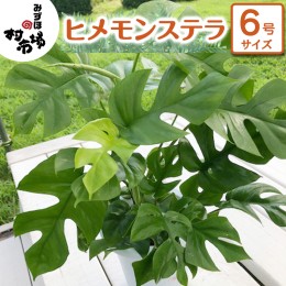 ガーデニング 日陰 植物の通販｜au PAY マーケット