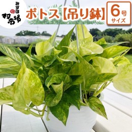 【ふるさと納税】ポトス 1鉢 【 吊り鉢 】 観葉植物 ガーデニング 植物 鉢